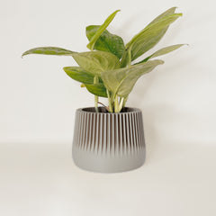 LE PAISIBLE Indoor Planter