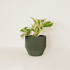 Cache-pot « Le Zébré »